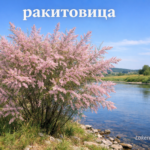 Ракитовица