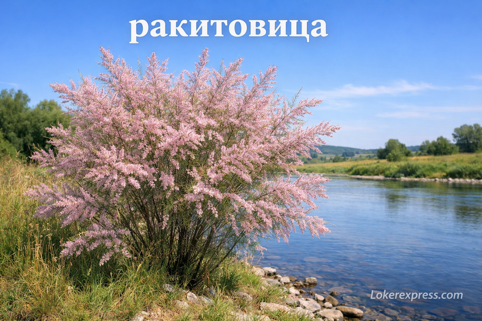 Ракитовица